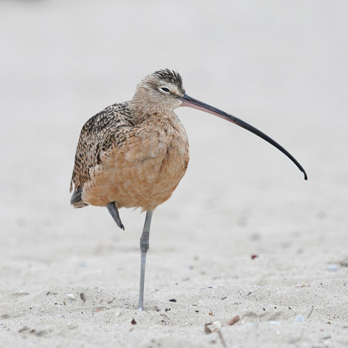 Long-billed Curlew